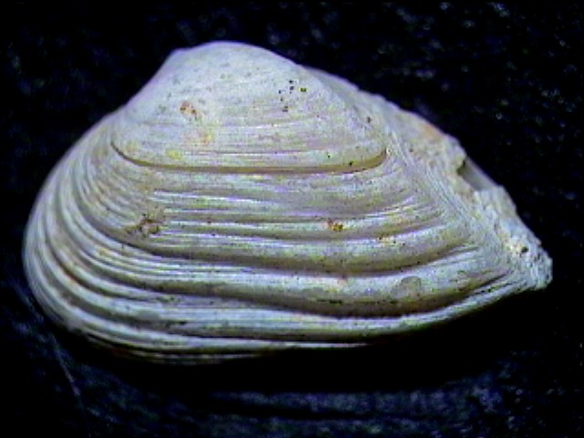 Corbula revoluta (Br, 1814) & Corbula cocconii (Font., 1881)